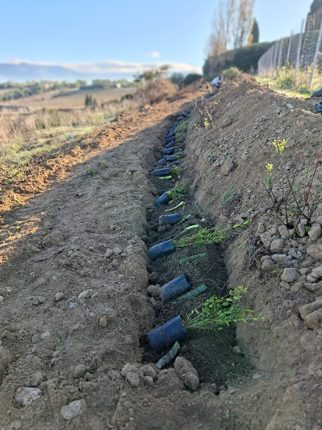 A trench of young native trees being planted in Sardinian soil.